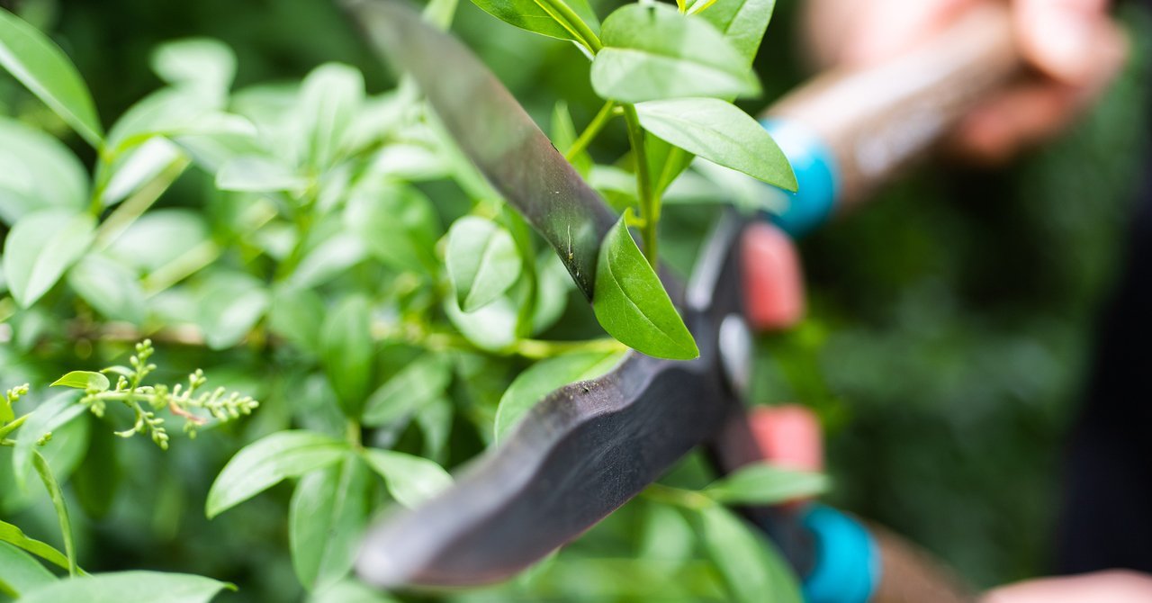 Snipping a green plant using hedge shears